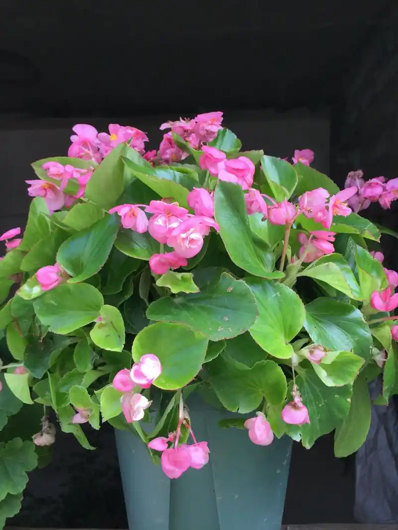 花期最长的盆栽植物四季开花不停漂亮又好养秋天养花就选它