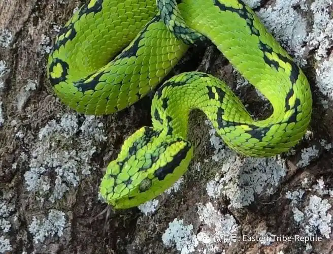 外形特征:体长70~100cm,鳞片底色为鲜绿色背部到尾部覆盖一些镶上黑边