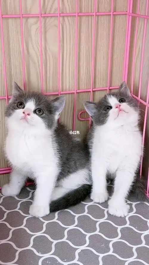 杭州蓝白猫平价出弟弟妹妹都有