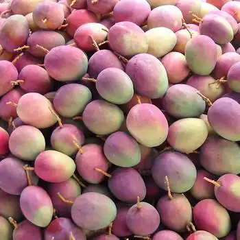 云南元江特产吉禄芒果,热带新鲜水果,一手货源产地直销