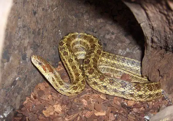 中国北方分布广泛的无毒蛇.生活力强,耐饥渴.