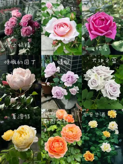 60露台阳台盆栽也能种好的月季品种大整理00