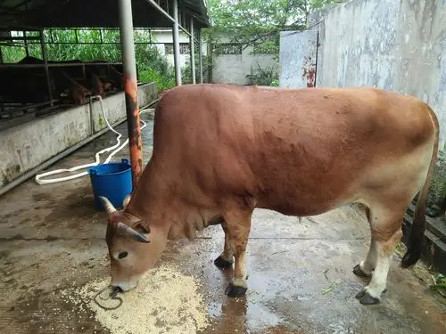 雷琼黄牛_帖子_oppo手机官方社区