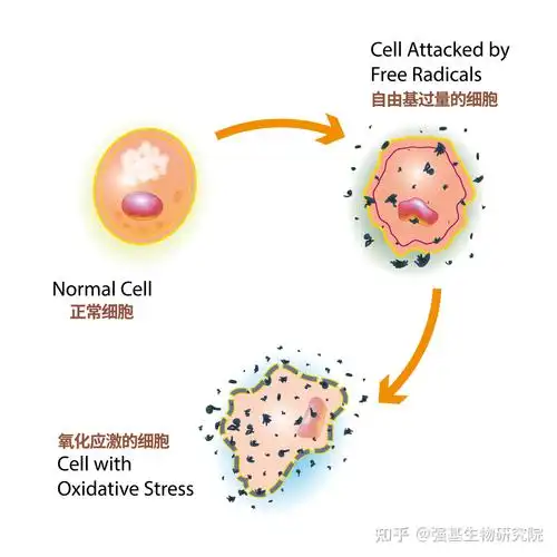认为生物体的衰老虽然由遗传基因所决定,但其规律性是通过细胞代谢