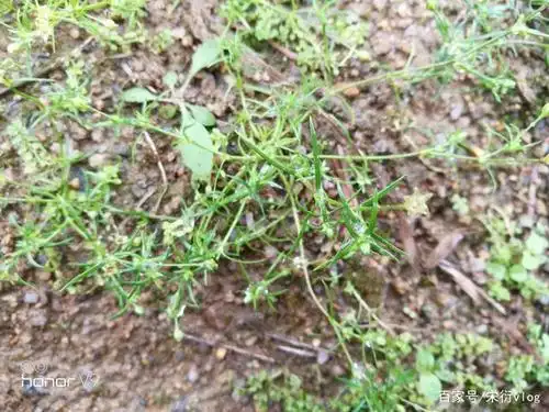 野外生存篇之蛇药