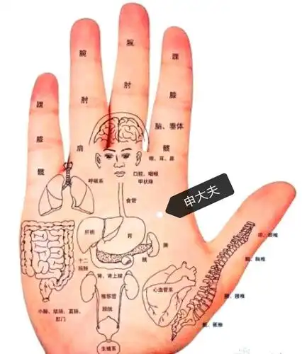 申大夫 手掌全息养生图