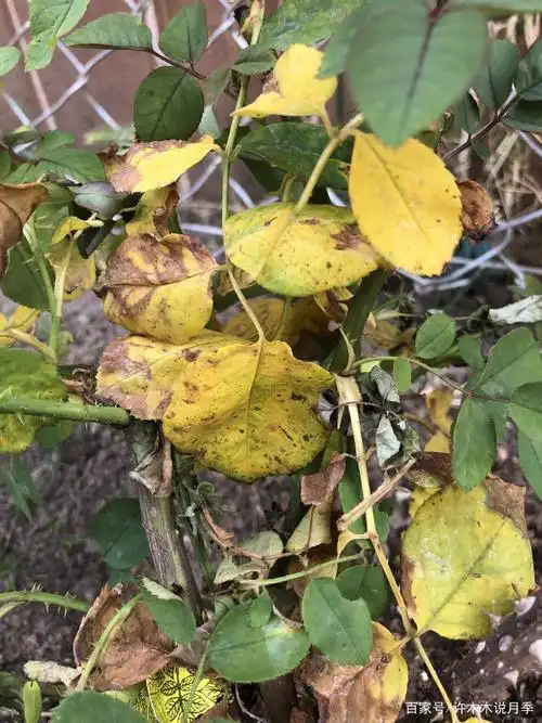 月季夏天毛病多,不生长还黄叶.这些问题要重视,教你几招早预防