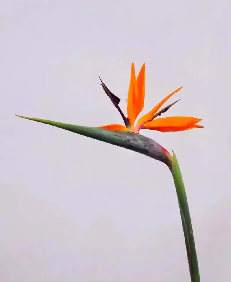 94#每日识花#94 名称:天堂鸟又称鹤望兰 花语:节节高升 - 抖音