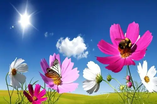 蓝天白云花朵蝴蝶图背景墙壁画墙画