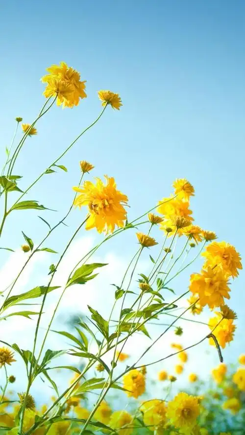 重瓣,金光,菊小,清新,景色, 标签:清新淡雅唯美风景花朵清新唯美鲜艳