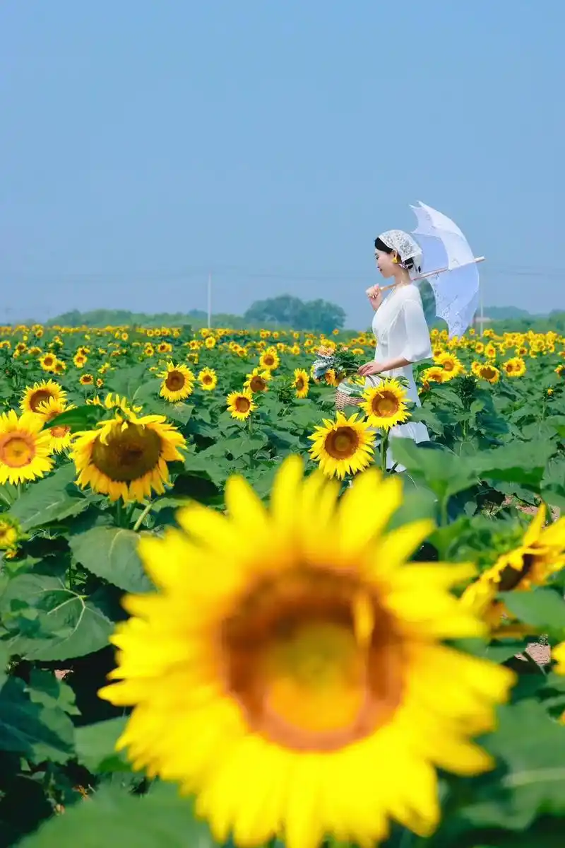 99%青岛人不知道的向日葵花海97.青岛的向日葵已盛开97  - 抖音