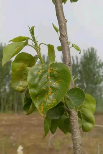 当前锈病普遍发生!注意防治方可行
