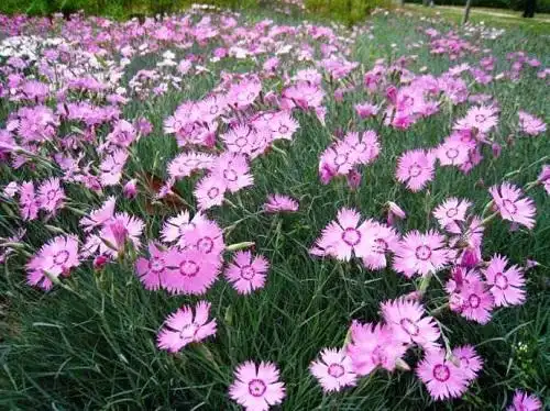 甘肃美国石竹批发繁殖方法