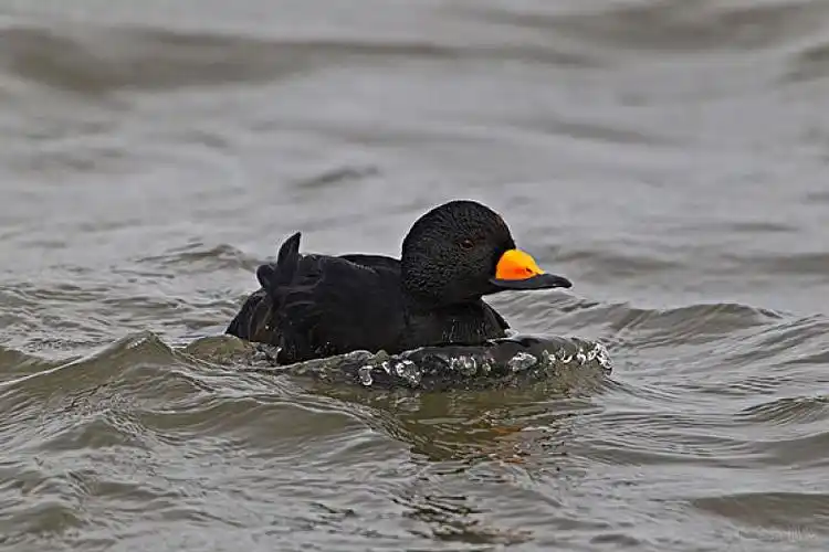 美国_新泽西_黑色_鸭子_水上_灯塔_图片素材