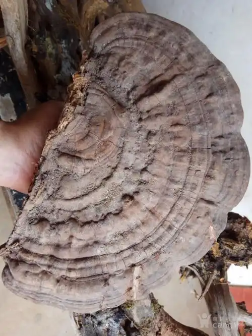 2斤重江西*峰山崖壁集采野生千年白灵芝一朵