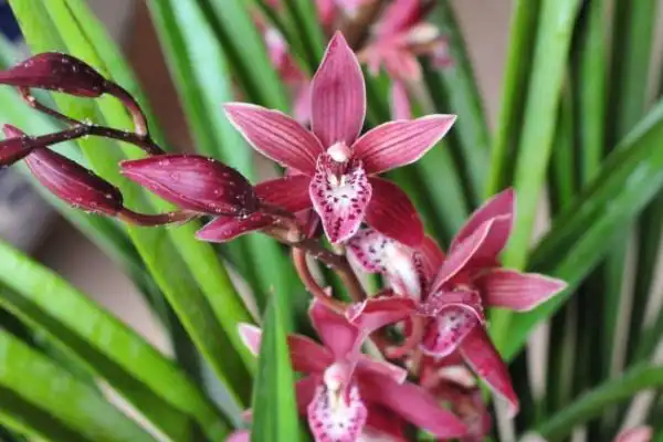 世界上最贵的兰草排名:翡翠兰上榜,鬼兰稳居冠军宝座(2)_巴拉排行榜