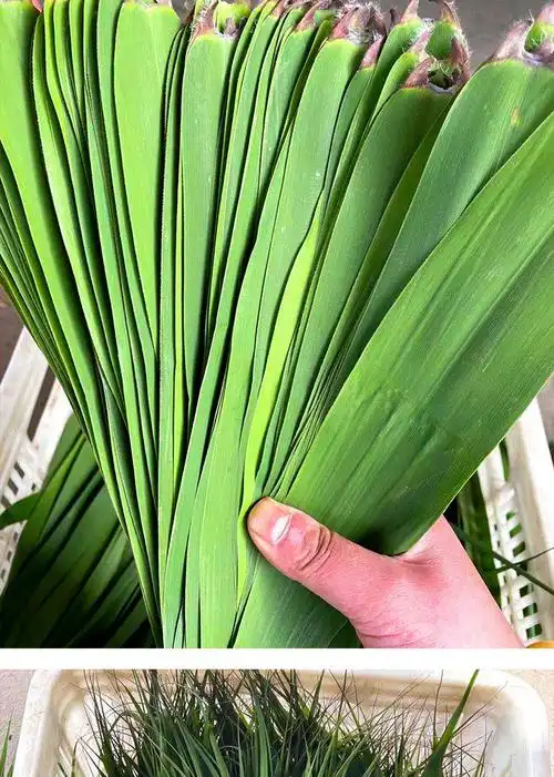 芦苇叶粽子苇叶鲜芦苇叶子报粽子的叶子箬叶宽大号粽叶竹叶粽子 当日