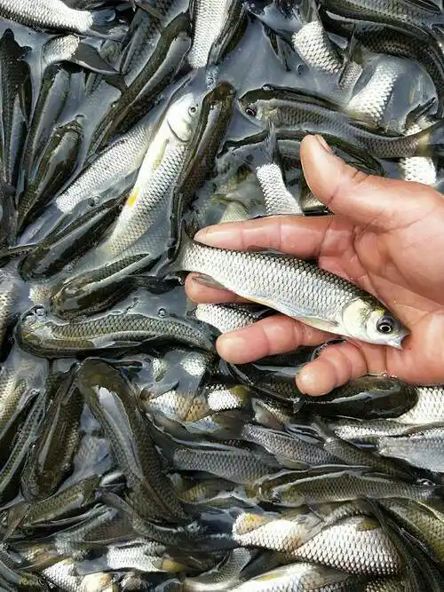 [草鱼苗批发] 批发各种鱼苗价格15元/斤 - 惠农网