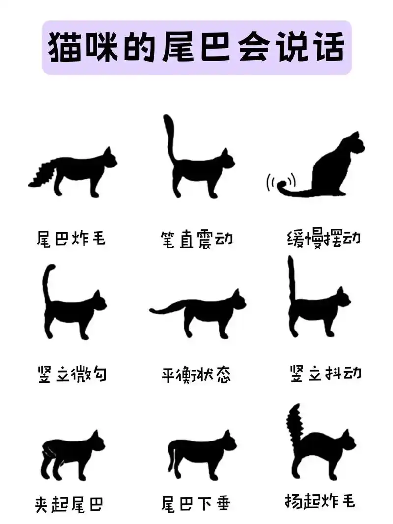 养猫就像在解密码,猫咪不会说话,但各种动作都藏着小秘
