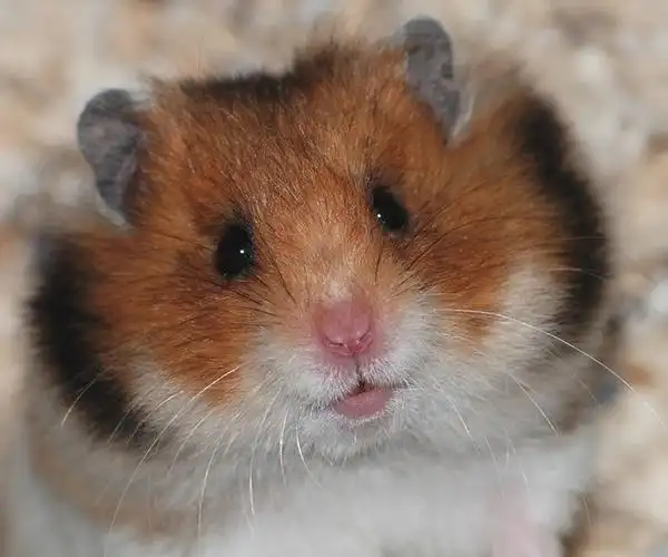 金丝熊品种图片介绍_金丝熊怎么养