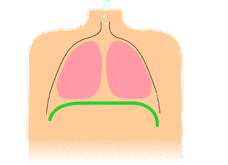 促进肺康复,一起来做"呼吸功能锻炼"!
