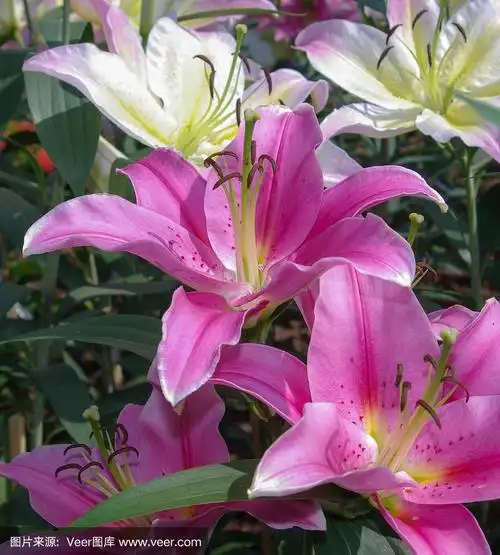 花束,紫色,百合花,垂直画幅,美