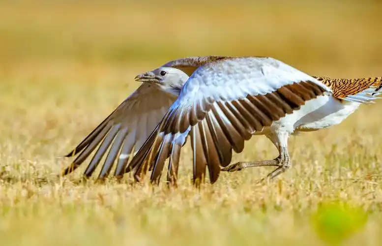 大庆大鸨 - 美篇