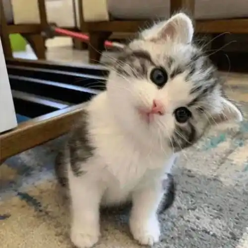 头像 | 是你喜欢的可爱头像