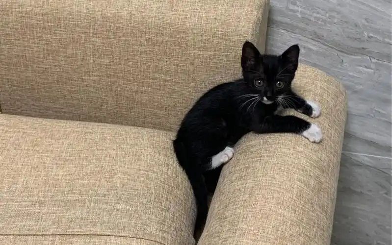 遇见一只小黑猫,有四个白手套,很可爱,大概这就是乌云盖雪吧