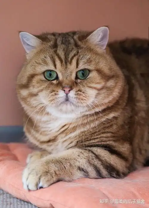 物以稀为贵猫也如此金虎斑