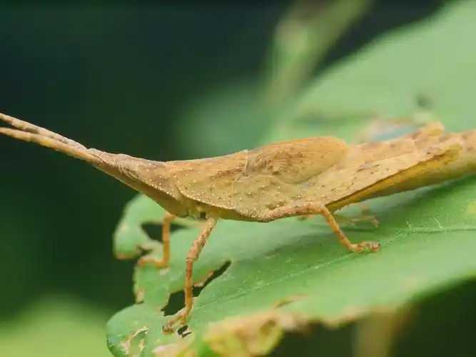 蚱蜢微距图片昆虫蚂蚱蚱蜢蝗虫
