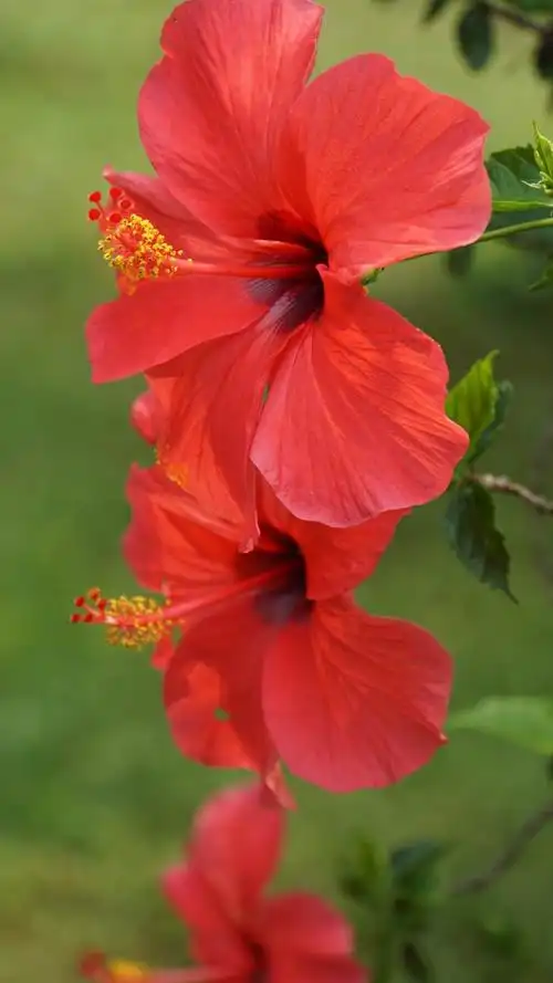 在夏季,朱槿更是花多叶茂,被誉为"朱槿牡丹",朱槿是广西南宁市市市花