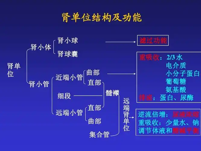 所有分类 医药卫生 临床医学 肾功能检查幻灯ppt 肾单位结构及功能 肾