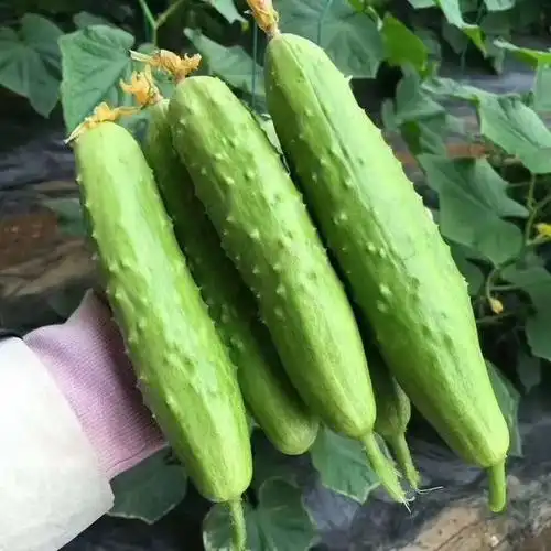 海阳白玉黄瓜新鲜现摘现发当季脆瓜蔬菜青瓜送礼礼盒小黄瓜件代发