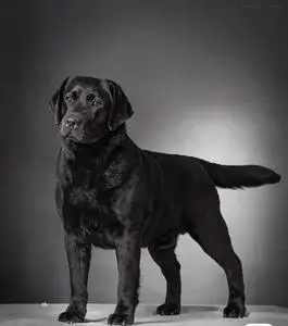 黑色拉布拉多爱心领养小型犬宠物狗狗当天发货短毛狗活体