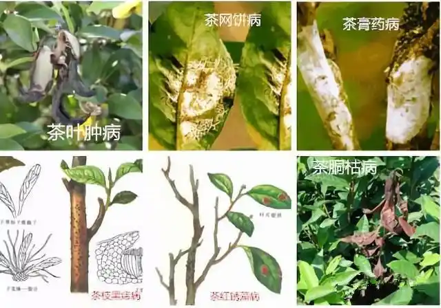 茶树主要病害简介
