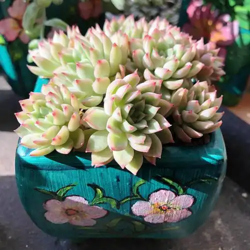 多肉植物,简单生活里永恒的一道风景