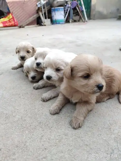 一只母泰迪和一只小土狗交配生出来的小狗是什么形态的