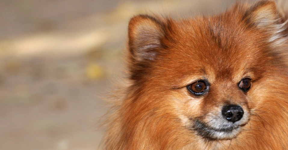 德国狐狸犬有哪些喜好