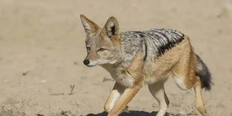 胡狼爱吃腐肉,并且有关于它们吃死人肉的传说,使古埃及人畏惧