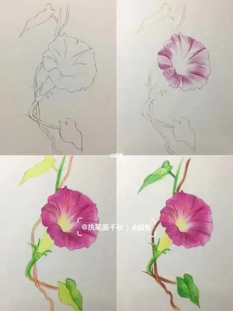 简笔画夏天的牵牛花花苞