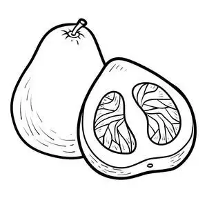 柚子矢量图片-柚子矢量素材-柚子矢量插画-摄图新视界