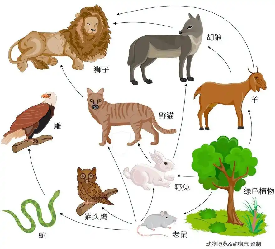 我们的饮食文化中,为什么一般只吃食草动物,不吃食肉动物?