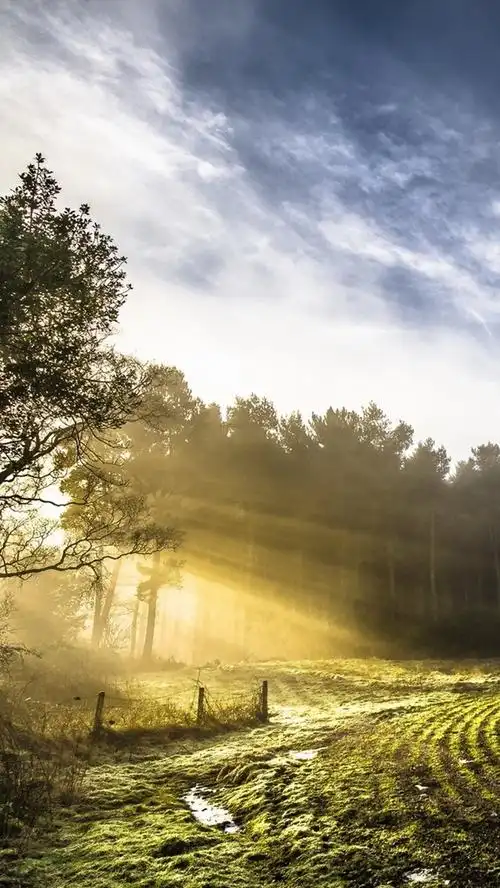 春天,田野,树木,太阳光线,早晨