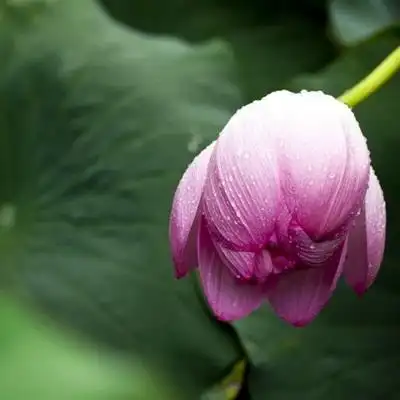 妈妈们用的荷花头像图片,妈妈们用的微信头像花开富贵荷花_微信头像