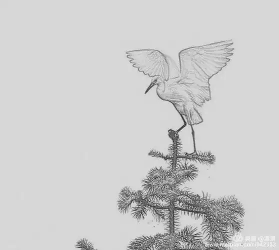 素描白鹭美丽身影.