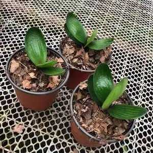 高档君子兰苗精品小苗盆栽麻脸短叶宽圆头和尚长春君子兰大苗实用