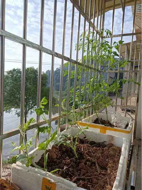 阳台西瓜种植