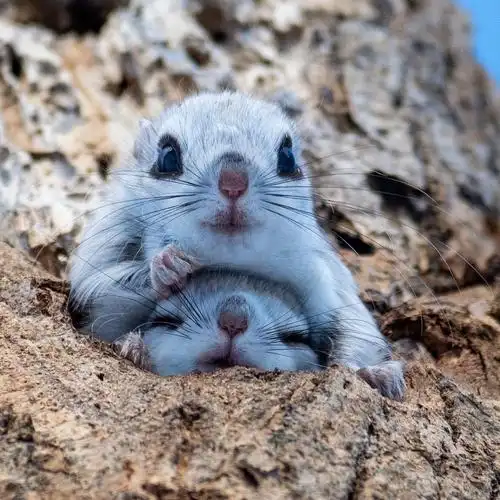 端着小手手看起来好有礼貌的飞鼠