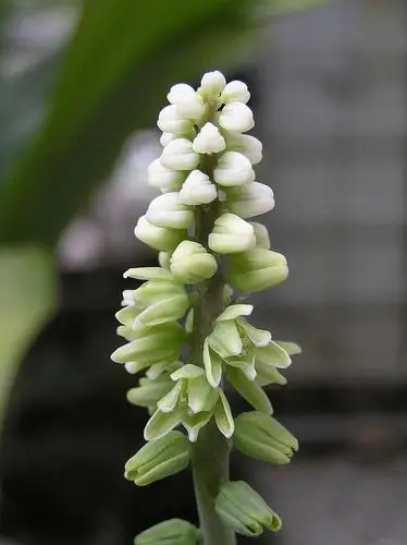 油点百合(drimiopsis kirkii)属于百合科的多年生草本植物,原产于南非